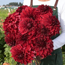 Mingus Alex, Dahlia Tubers